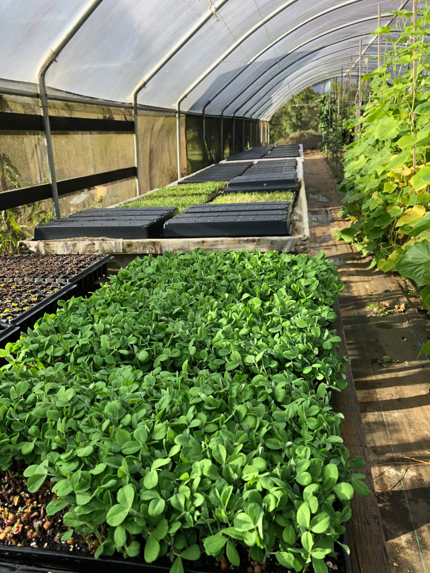 Microgreens