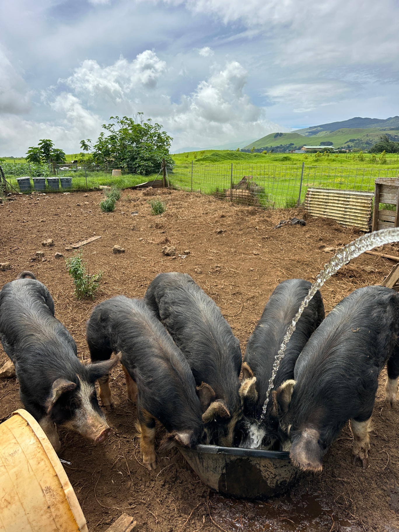 Pork