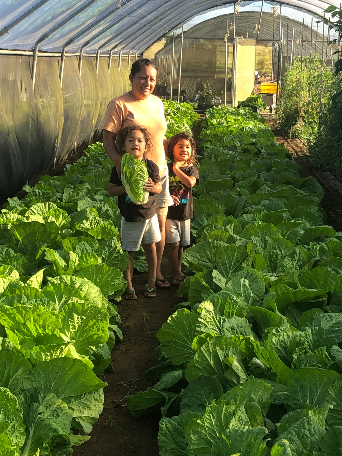 Family harvesting napa cabbage in the greenhouse