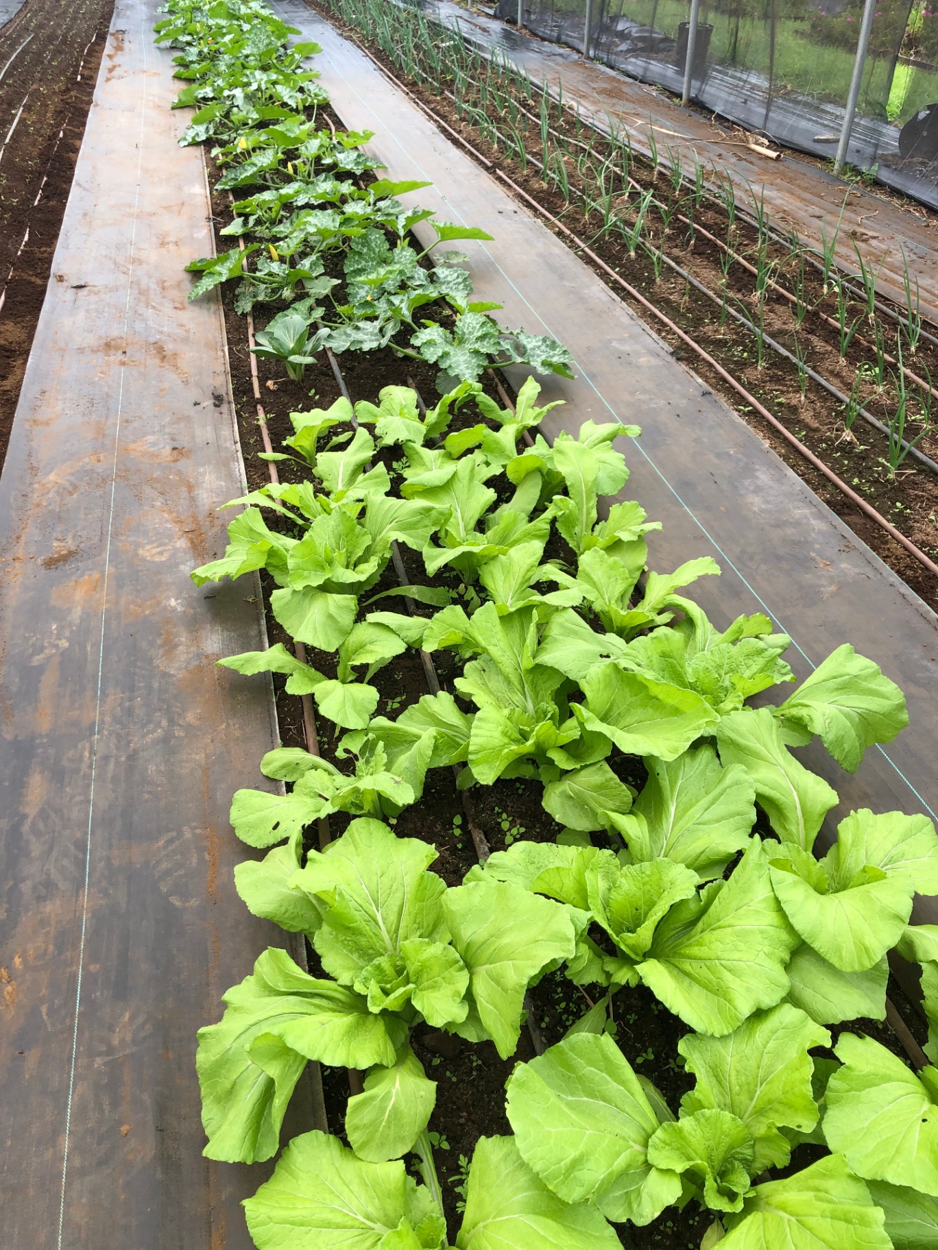 Mustard greens, squash, and onions growing in raised rows