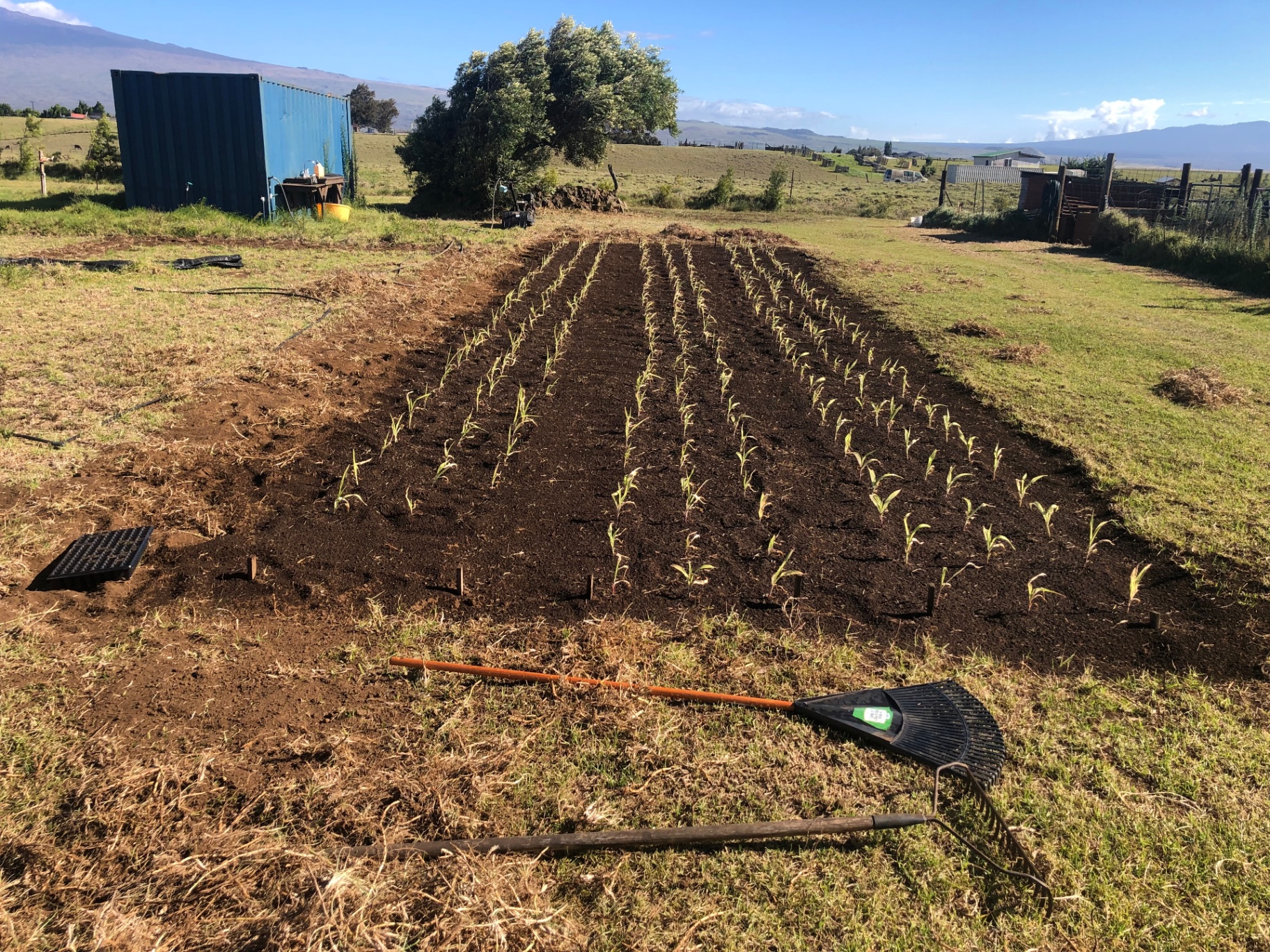 Freshly planted corn seedlings with Kohala mountains beyond