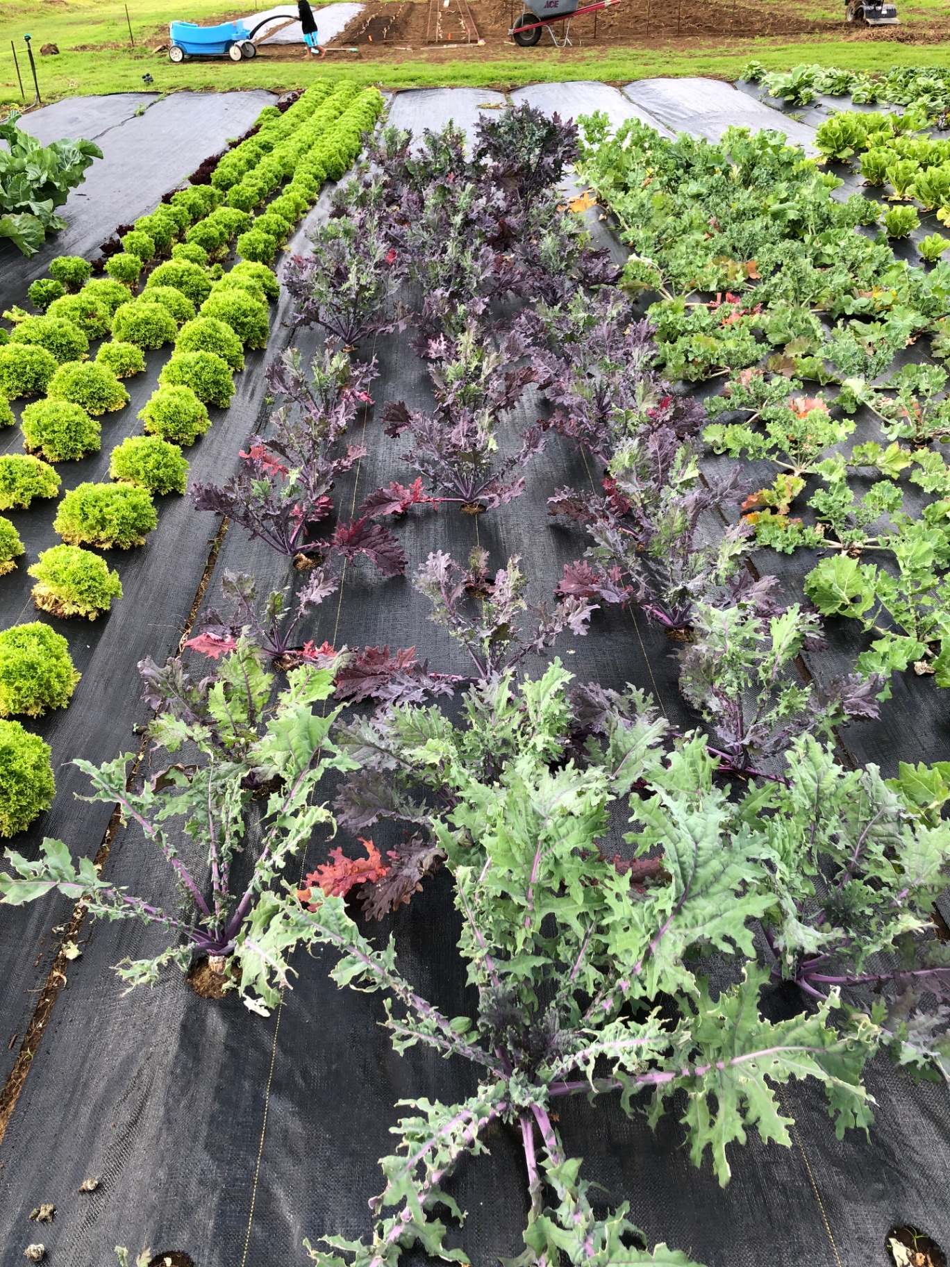 Rows of lettuce and heirloom kale in the field